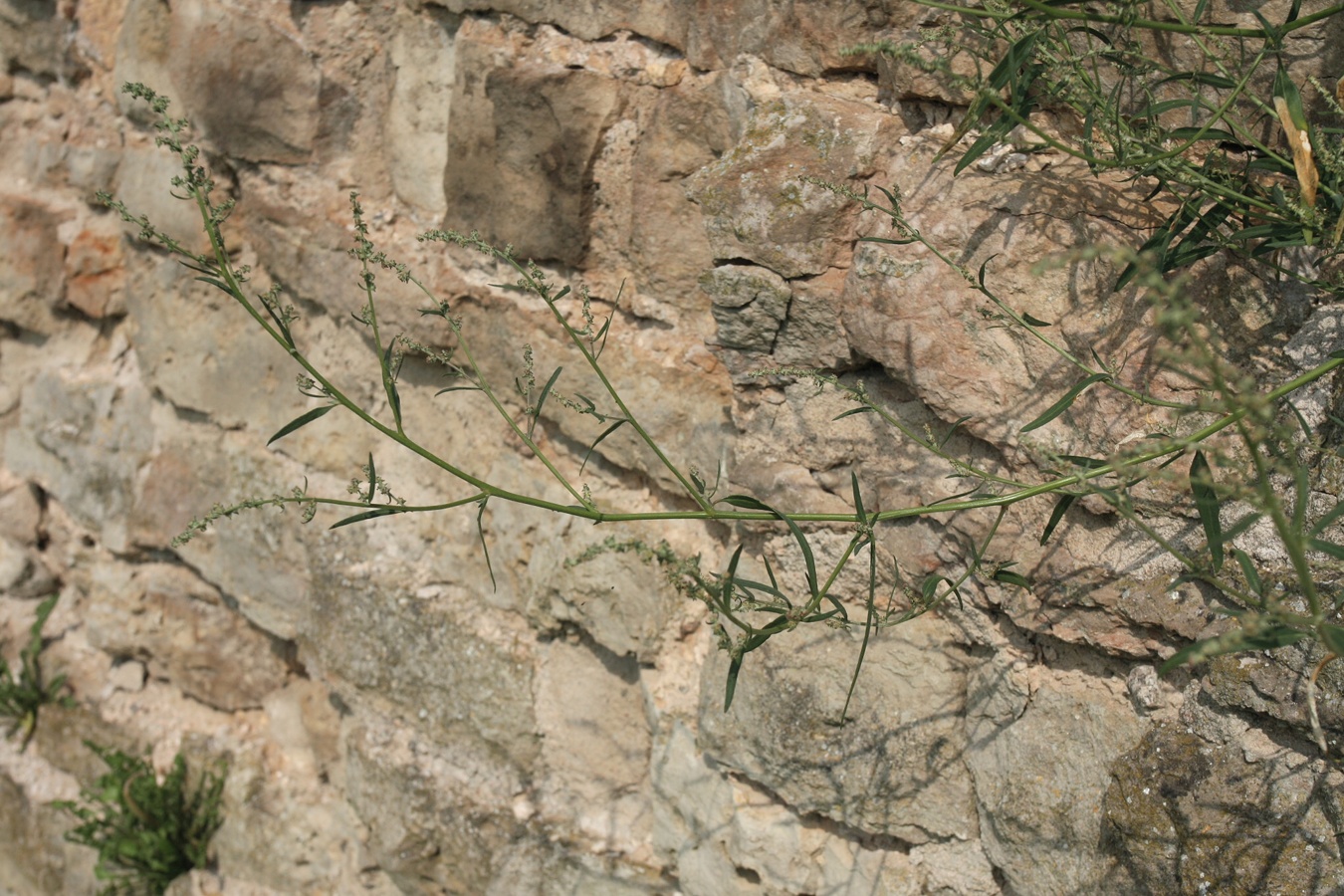 Image of Atriplex patula specimen.