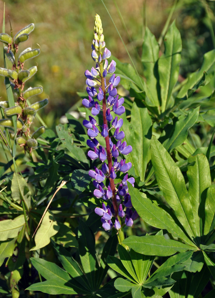 Image of Lupinus polyphyllus specimen.