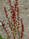 Rumex acetosella. Часть соцветия с притаившейся цикадкой. Иркутская обл., Слюдянский р-н, окр. мыса Шаманский, обочина грунтовой дороги. 18.06.2020.