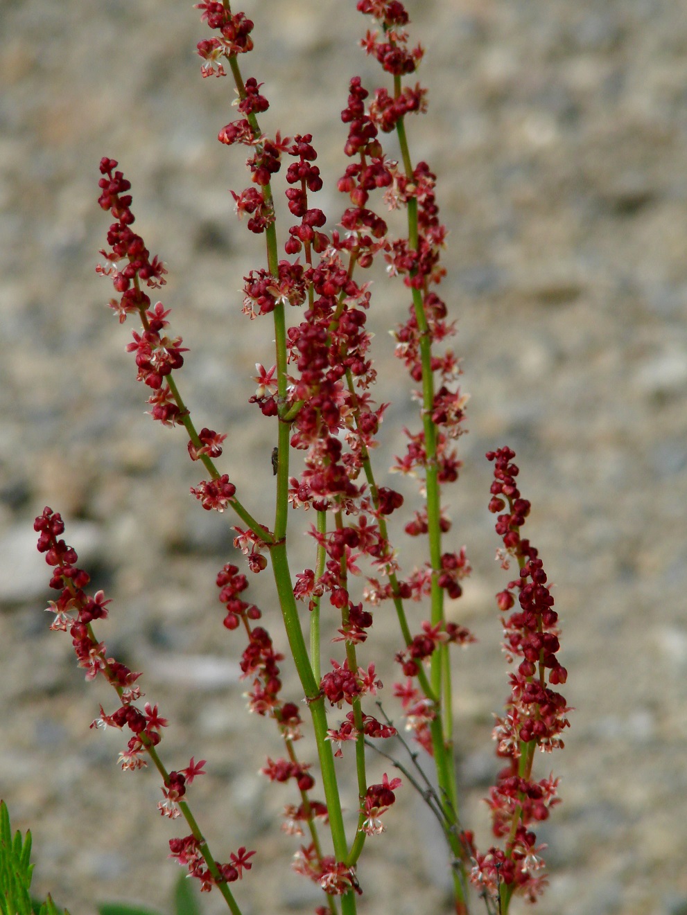 Изображение особи Rumex acetosella.