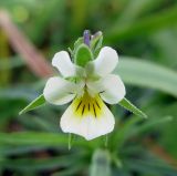 Viola arvensis