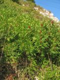 Rhus coriaria. Плодоносящие растения. Хорватия, Дубровник, гора Srd, травянистый склон с одиночными кустарниками. 28 августа 2010 г.