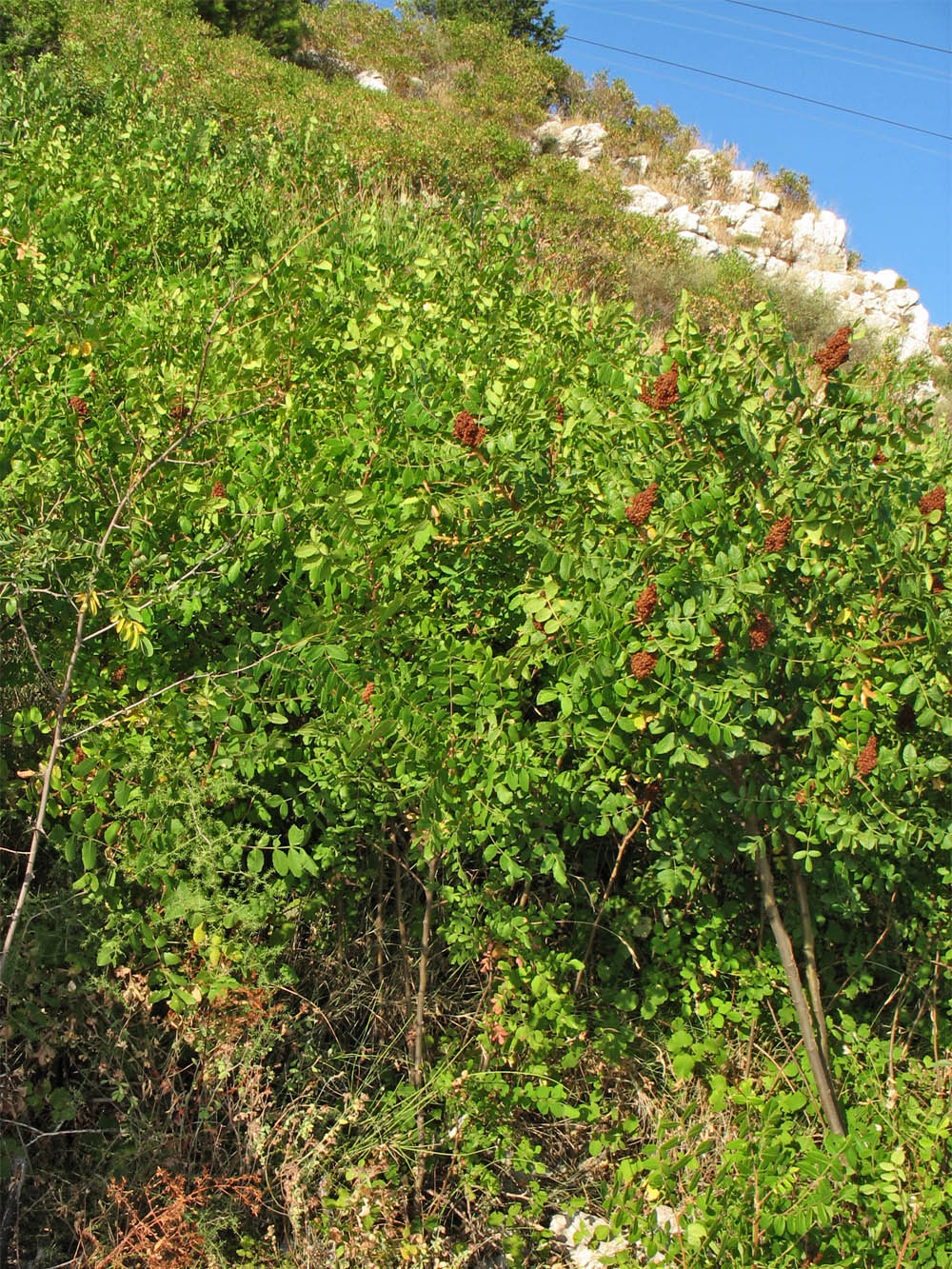 Изображение особи Rhus coriaria.