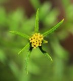 Bidens parviflora