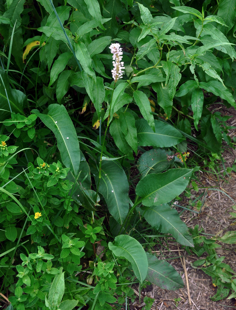 Изображение особи Bistorta officinalis.