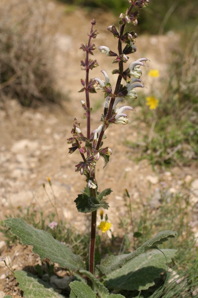 Изображение особи Salvia argentea.