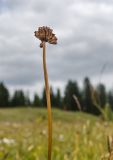 Trollius europaeus. Верхушка побега с плодом-многолистовкой. Пермский край, пос. Юго-Камский, окр. Юго-Камского пруда, склон холма, разнотравный луг. 1 июля 2020 г.