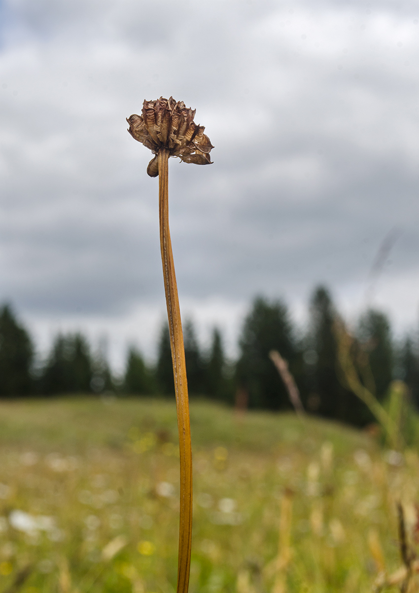 Изображение особи Trollius europaeus.