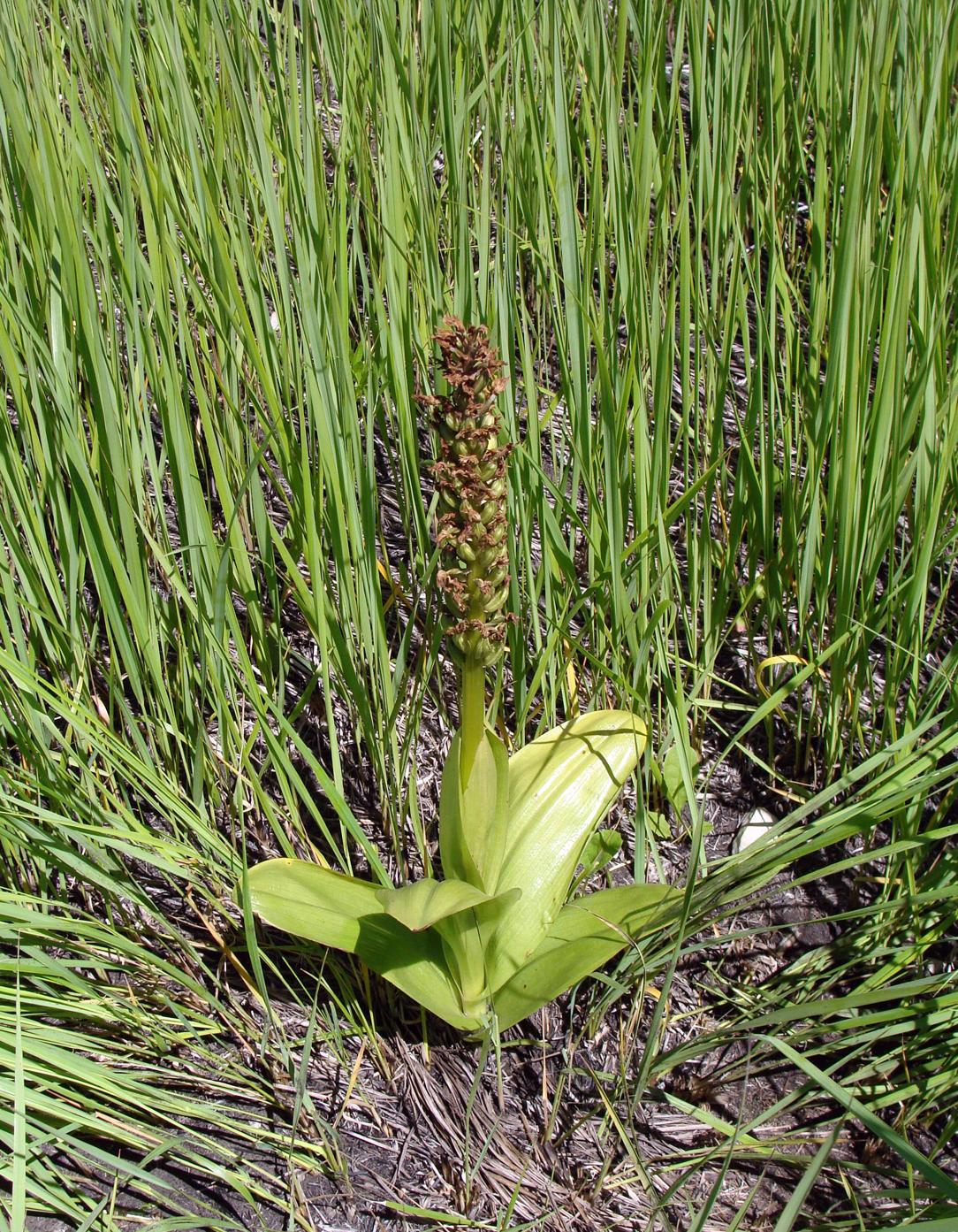 Изображение особи Orchis militaris.