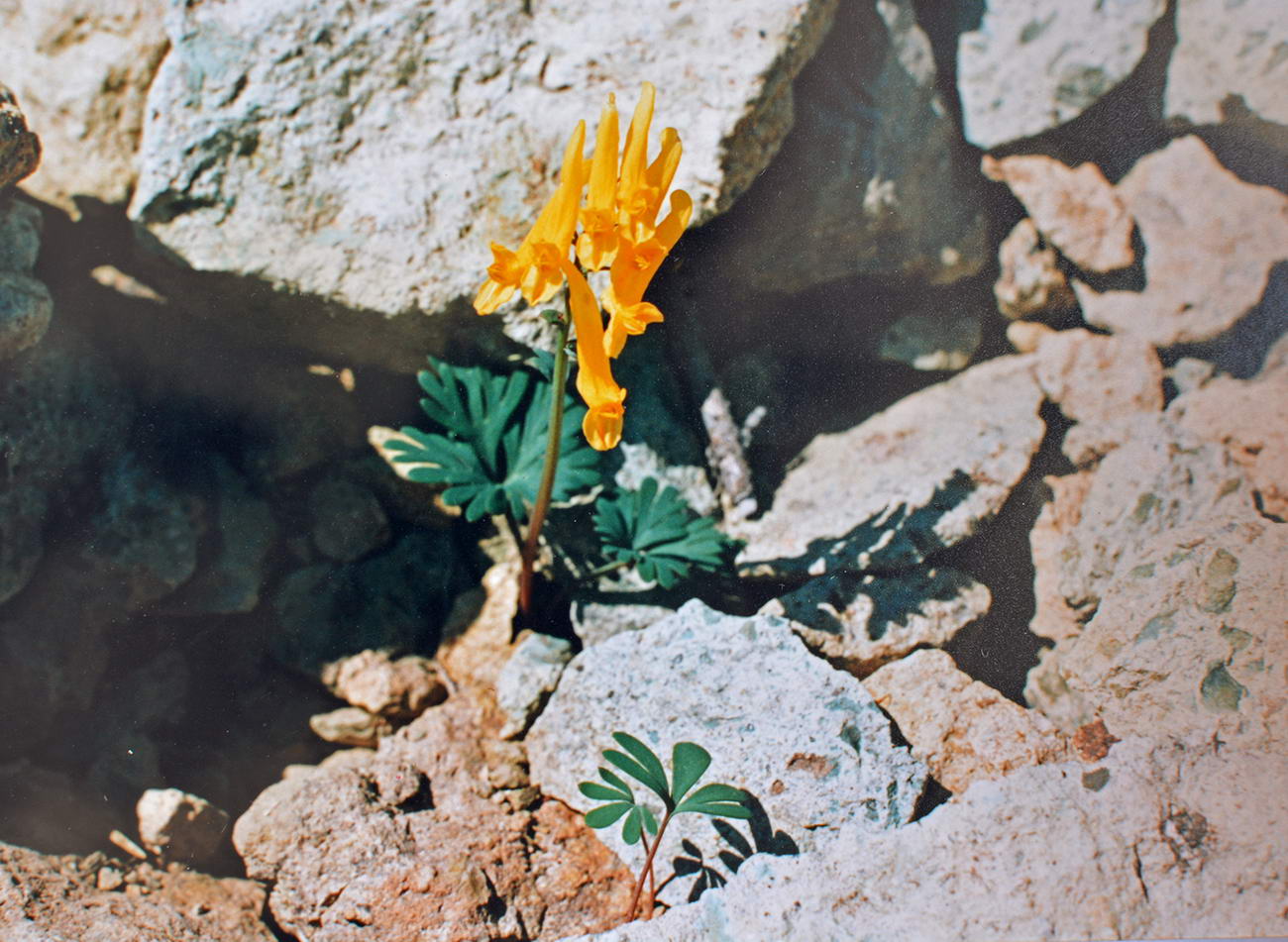 Image of Corydalis gorodkovii specimen.