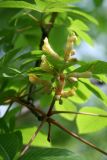 Aesculus × neglecta