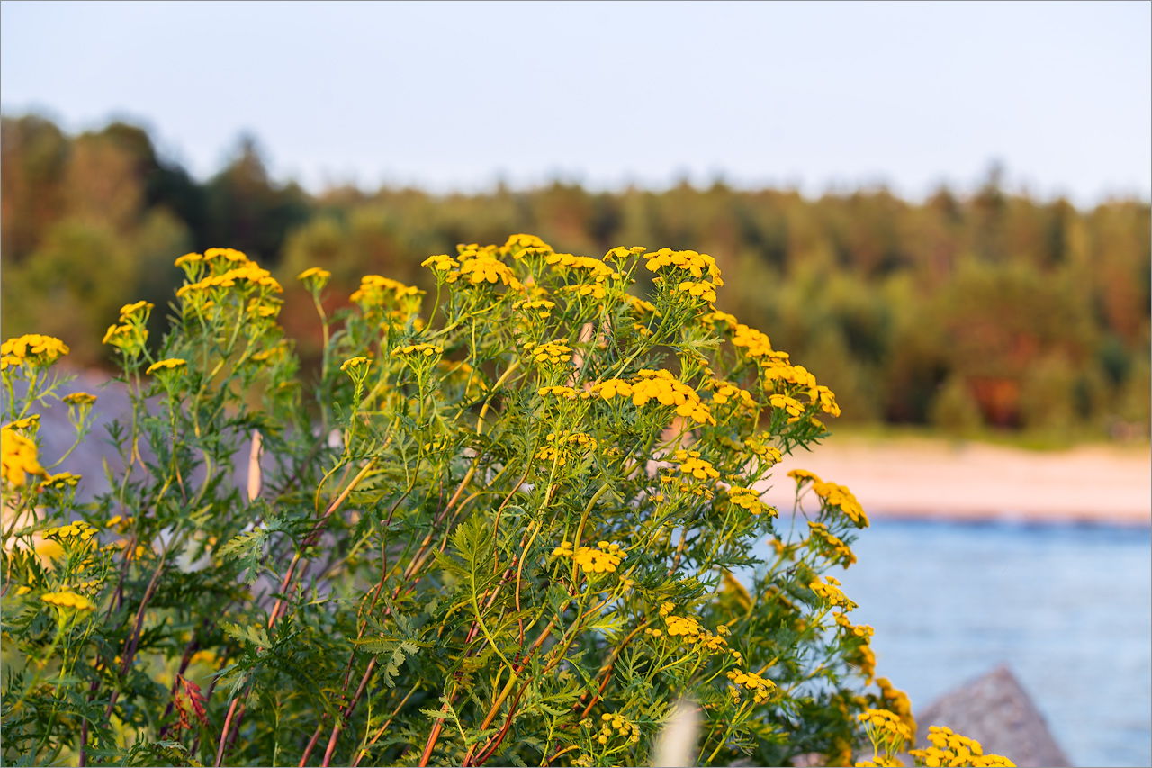 Изображение особи Tanacetum vulgare.