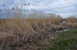 Phragmites australis