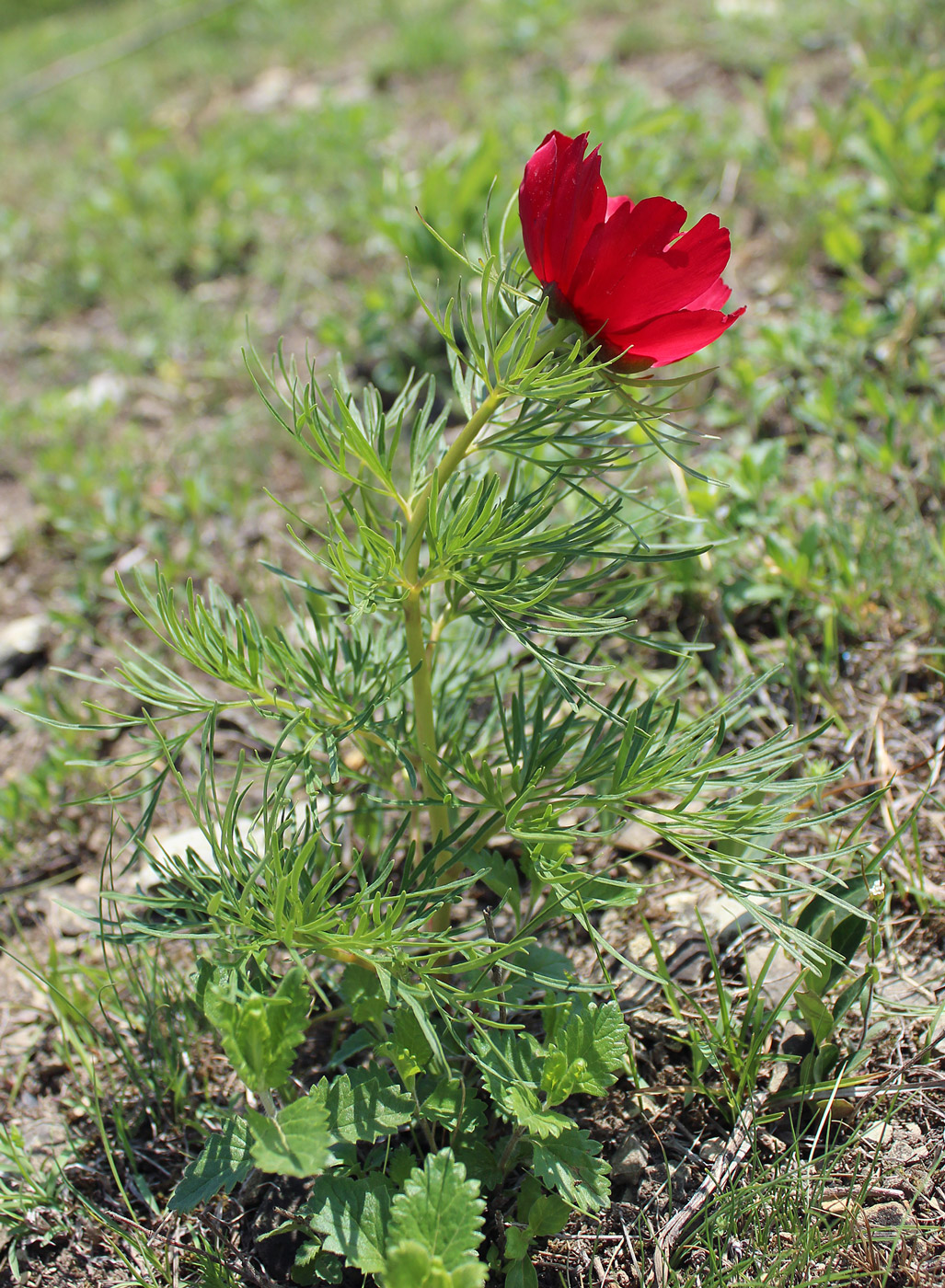 Image of Paeonia tenuifolia specimen.