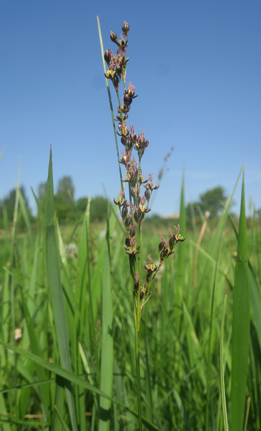 Image of Juncus gerardi specimen.