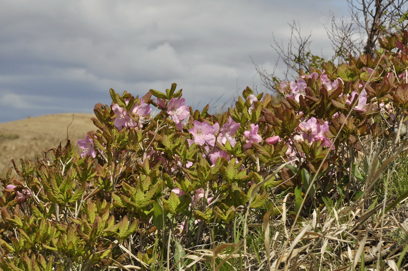 Изображение особи Rhododendron schlippenbachii.
