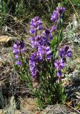 Polygala comosa