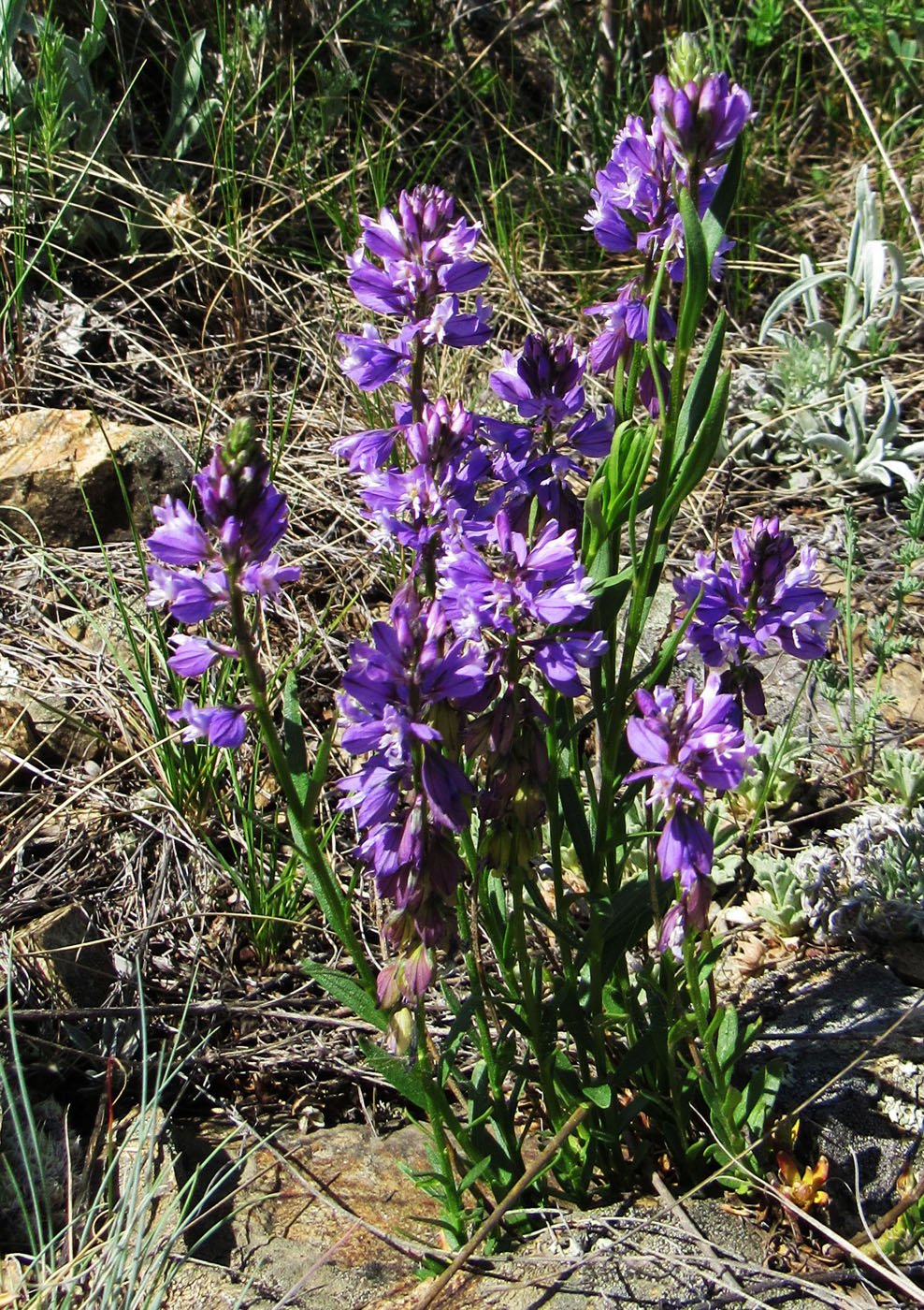 Image of Polygala comosa specimen.