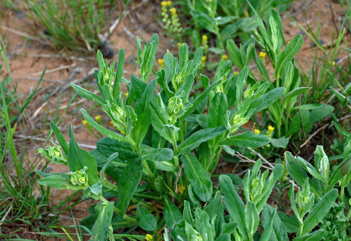 Изображение особи Cardaria draba.