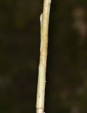 Image of taxon representative. Author is Татьяна Мальчинская