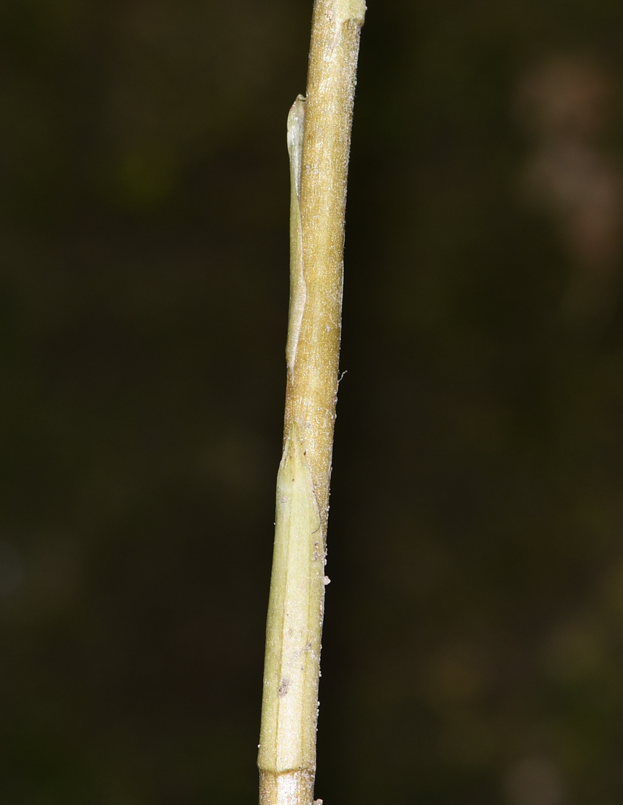 Image of familia Orchidaceae specimen.