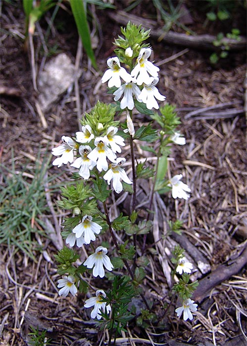 Image of Euphrasia petiolaris specimen.