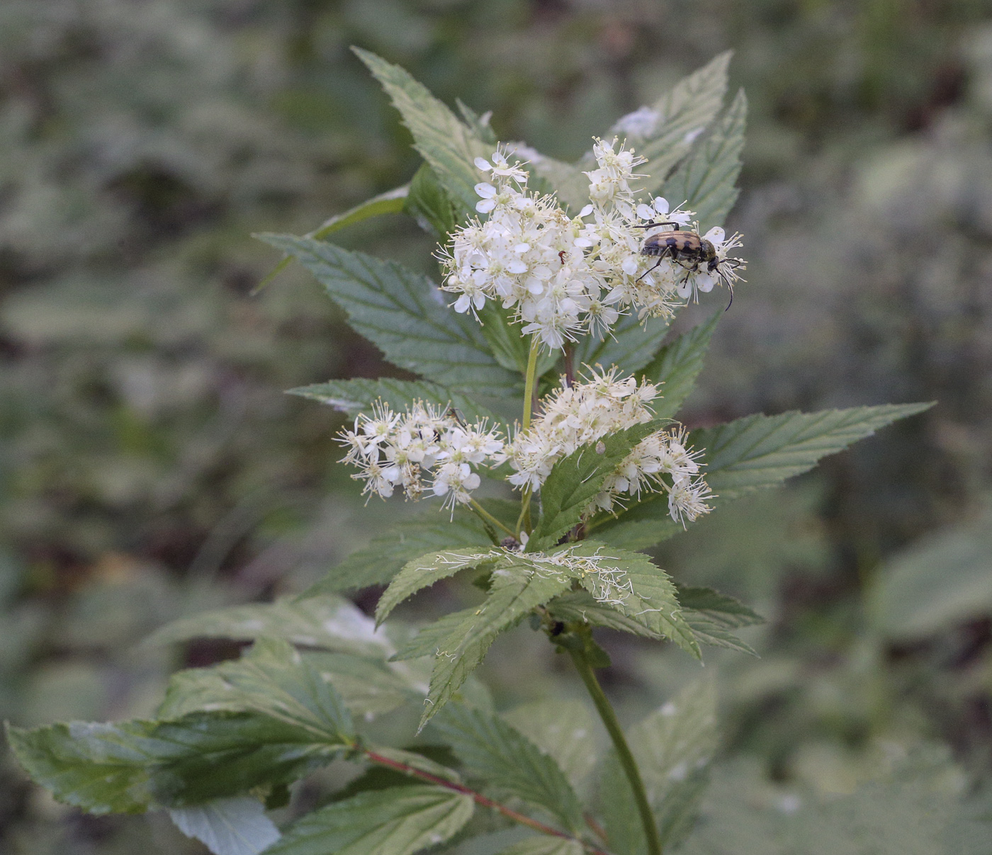 Изображение особи Filipendula ulmaria.