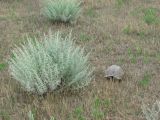 Artemisia lercheana