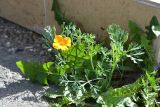 Eschscholzia californica. Цветущее растение. Санкт-Петербург, Приморский р-н, окр. пересечения Гаккелевской ул. и просп. Испытателей, в трещине между тротуаром и крыльцом парадной. 29.07.2021.