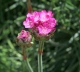 Armeria maritima