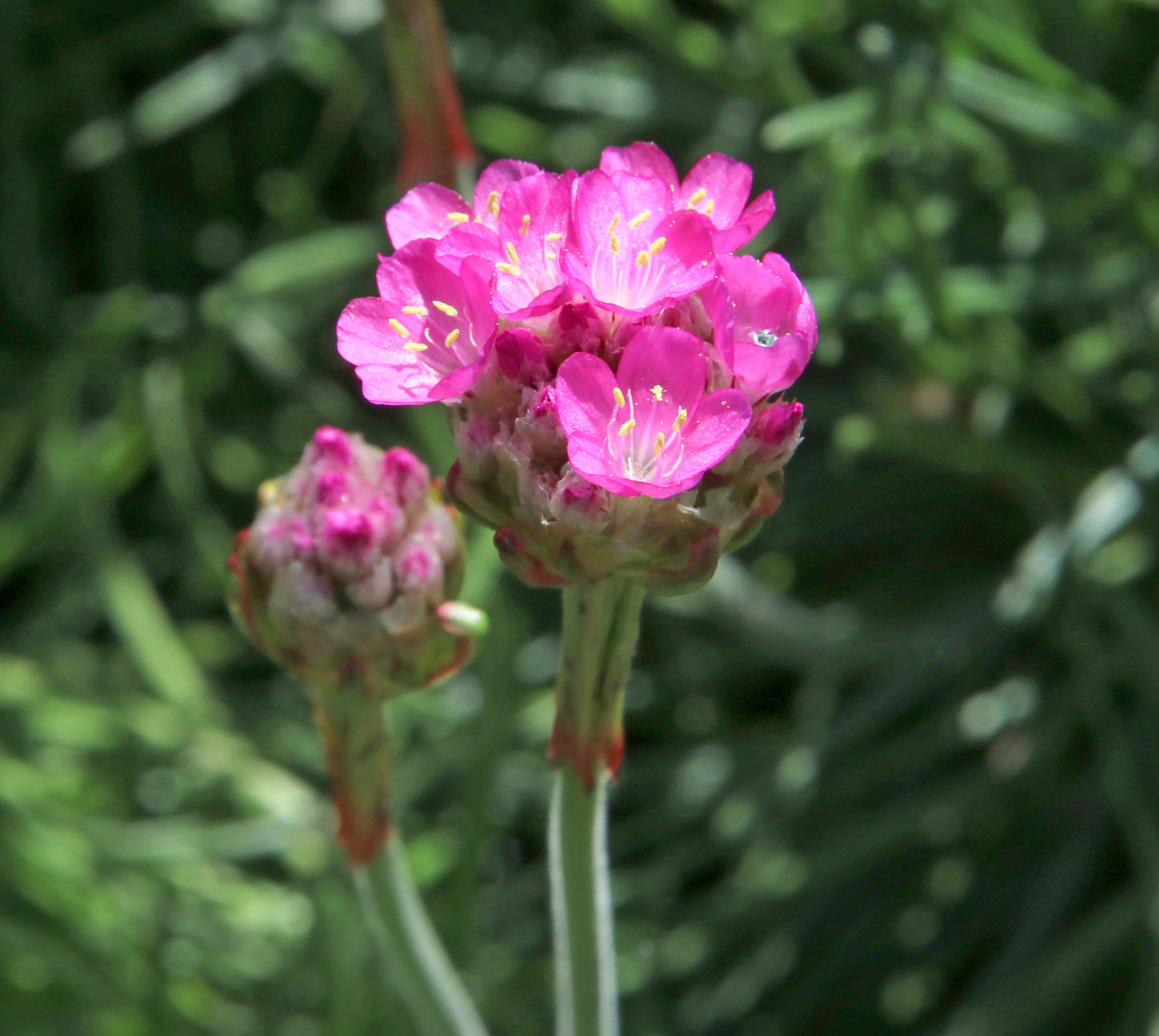 Image of Armeria maritima specimen.