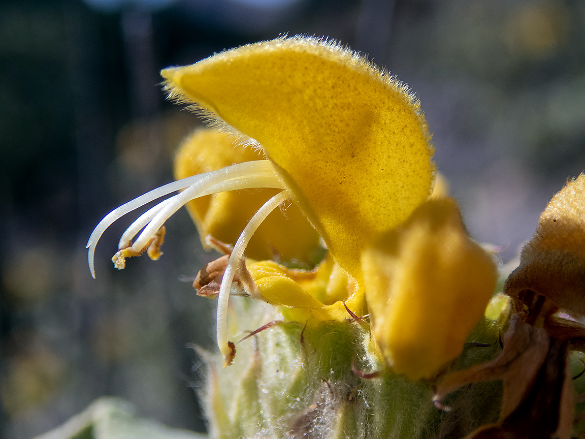 Изображение особи Phlomis fruticosa.