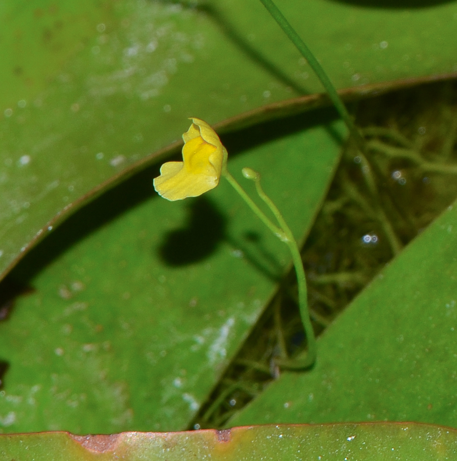Изображение особи Utricularia gibba.