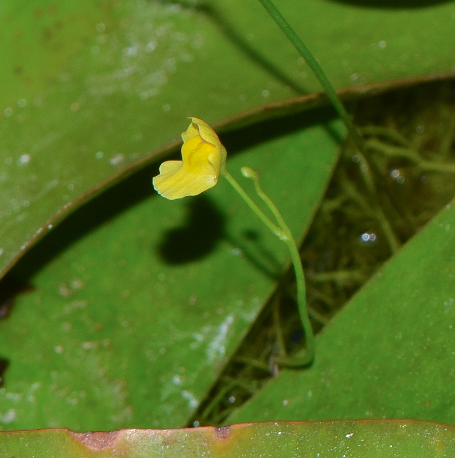 Image of Utricularia gibba specimen.