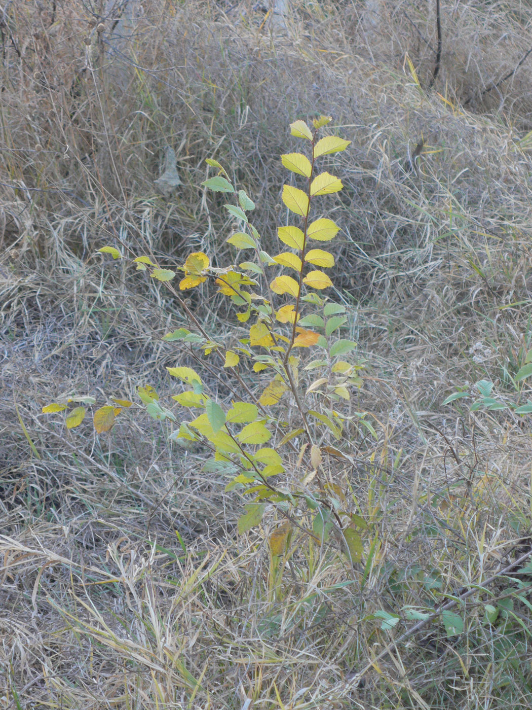 Изображение особи Ulmus pumila.