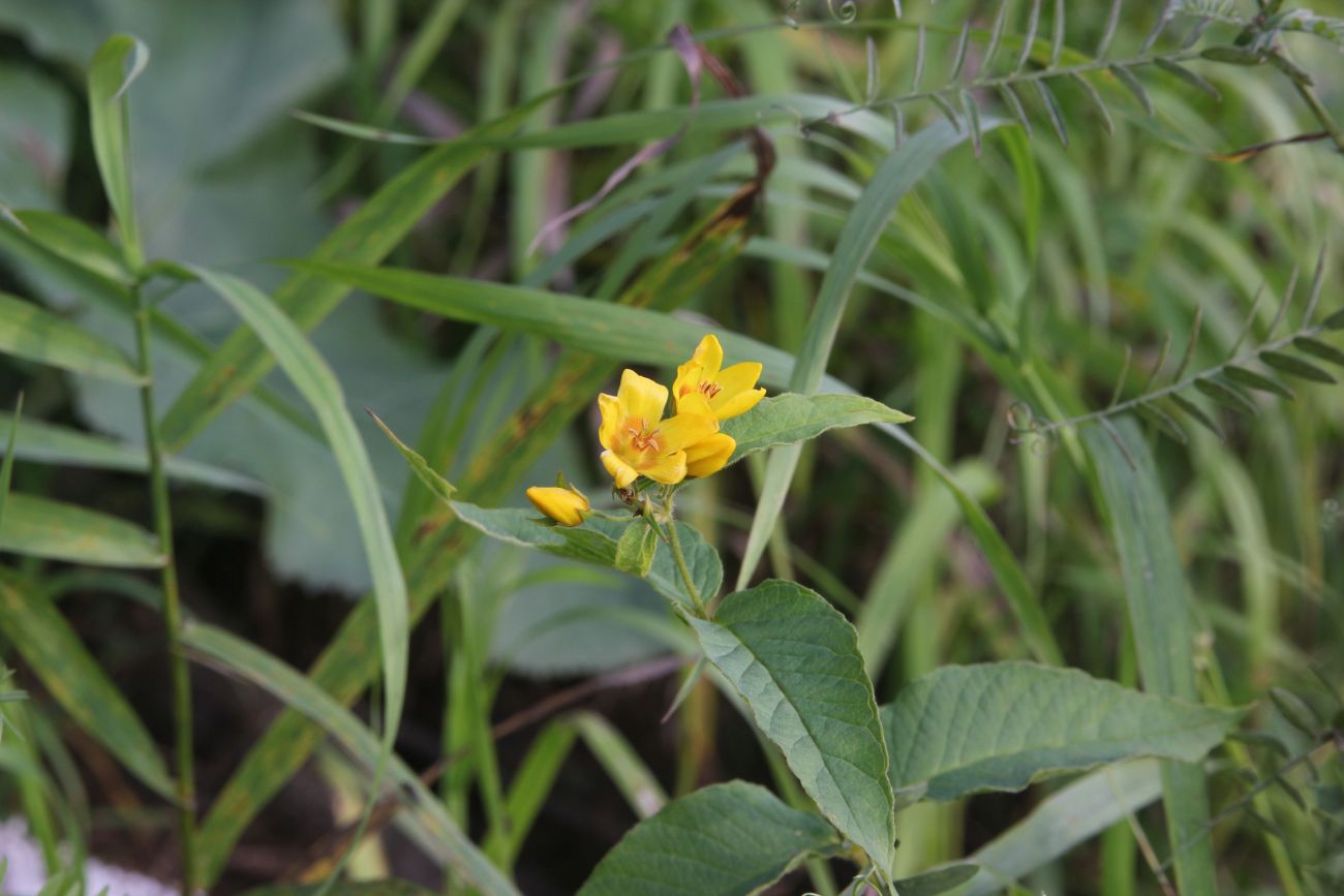 Изображение особи Lysimachia vulgaris.