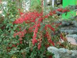 Berberis vulgaris. Ветви с плодами. Иркутск, озеленение улицы. 26.09.2021.