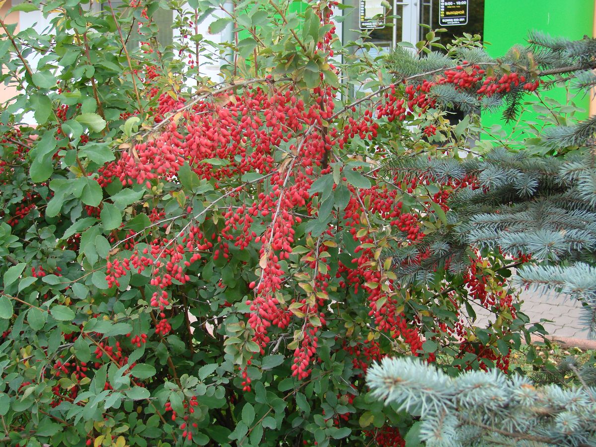 Image of Berberis vulgaris specimen.