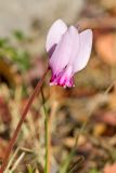 Cyclamen hederifolium subspecies confusum. Цветонос с цветком. Греция, о-в Крит, ном Ханья (Νομός Χανίων), дим Киссамос (Κίσσαμος), окр. деревни Полириния (Πολυρρήνια), широколиственный лес вдоль русла временного водотока. 18 октября 2021 г.