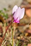 Cyclamen hederifolium подвид confusum. Цветонос с цветком. Греция, о-в Крит, ном Ханья (Νομός Χανίων), дим Киссамос (Κίσσαμος), окр. деревни Полириния (Πολυρρήνια), широколиственный лес вдоль русла временного водотока. 18 октября 2021 г.