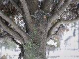 Picea glauca