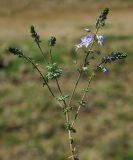 Veronica multifida. Цветущее растение. Азербайджан, окр. Гёйгёля (Ханлара). 15.04.2010.