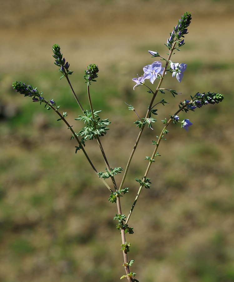 Изображение особи Veronica multifida.