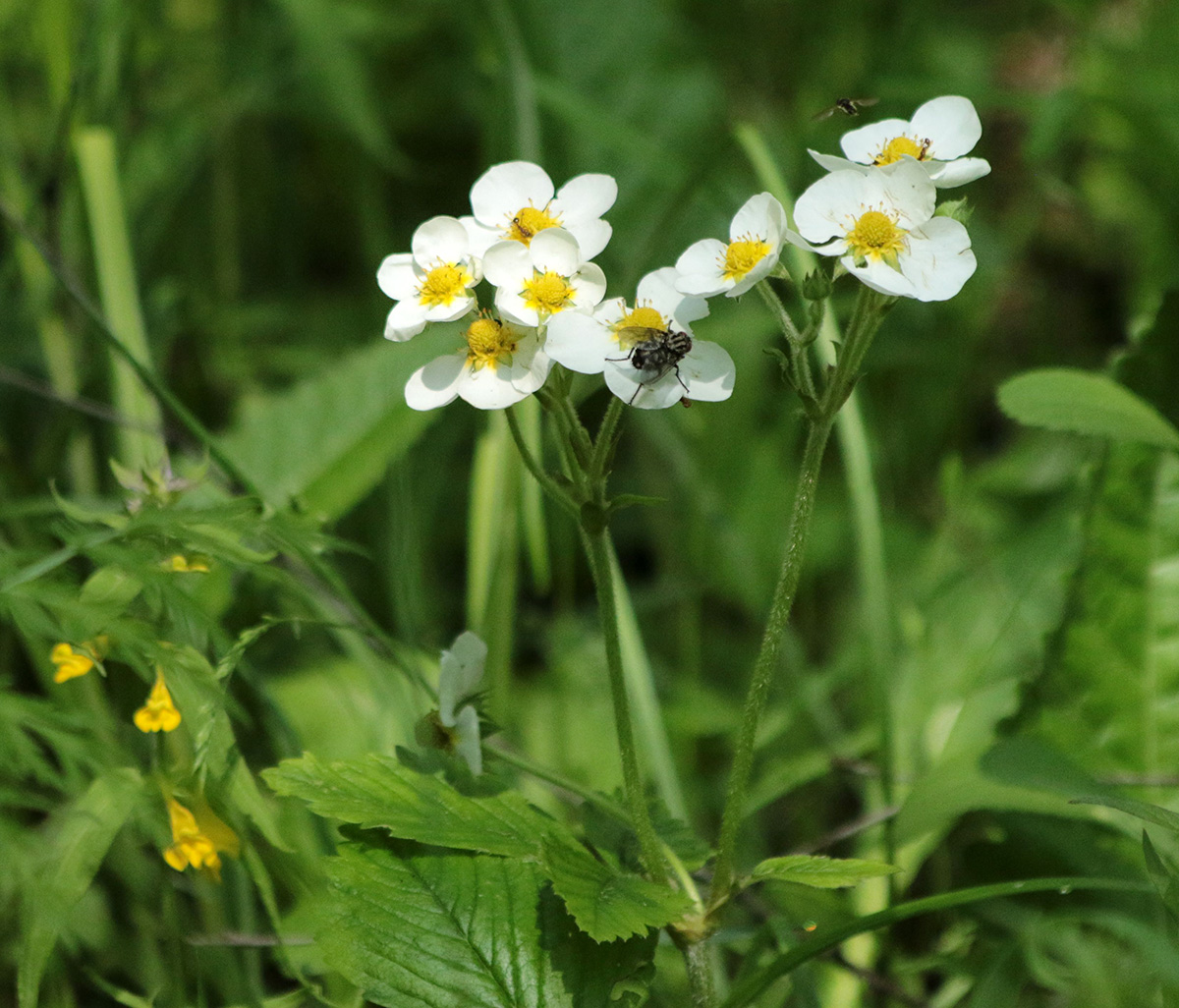 Изображение особи Fragaria moschata.