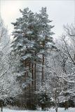 Pinus sylvestris. Взрослые деревья в состоянии покоя. Санкт-Петербург, Старый Петергоф, парк \"Сергиевка\", опушка смешанного леса. 13.02.2021.