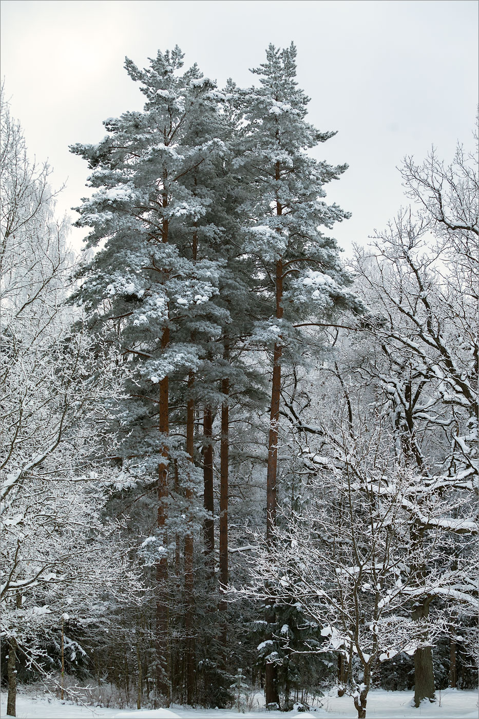 Изображение особи Pinus sylvestris.