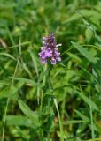 Stachys palustris. Верхушка цветущего растения. Приморье, Тернейский р-н, бухта Уполномоченная, влажный луг. 10.08.2012.
