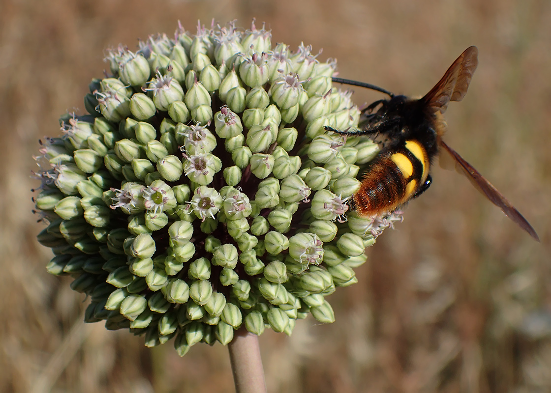 Изображение особи Allium commutatum.
