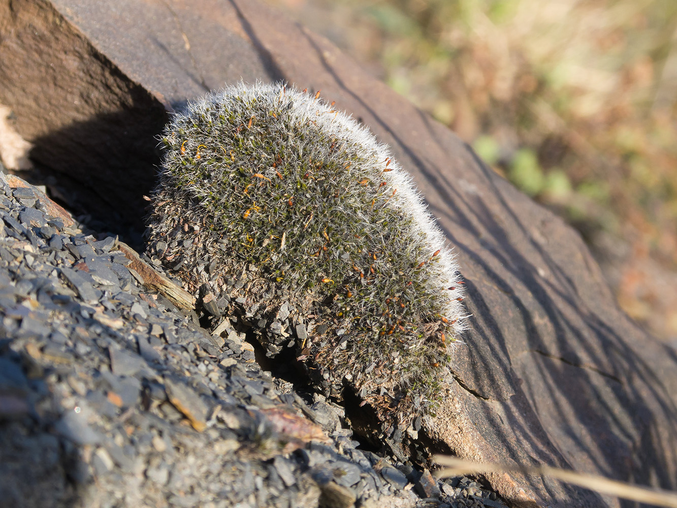 Image of genus Grimmia specimen.