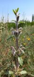 Phlomoides kirghisorum